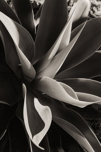 Agave Star di Brandon LeValley, Fotografia in vendita su Singulart
