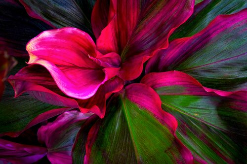 Tropic Radiance di Brandon LeValley, Fotografia in vendita su Singulart