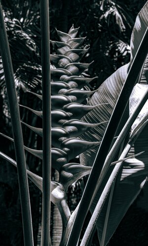 Tropic Wonder di Brandon LeValley, Fotografia in vendita su Singulart