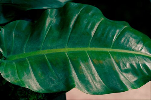 Tropical Leaf van Brandon LeValley, Fotografie te koop op Singulart