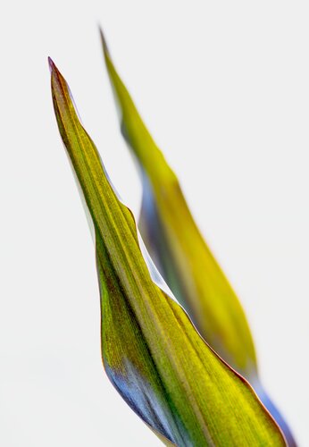 Upshoot on White Background di Brandon LeValley, Fotografia in vendita su Singulart