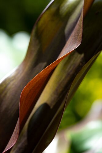 Botanic Twist di Brandon LeValley, Fotografia in vendita su Singulart