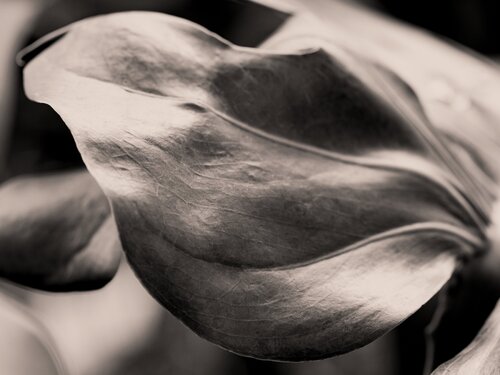 Monstera Grace von Brandon LeValley, Fotografie kaufen auf Singulart