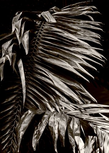 Palm in the Wind di Brandon LeValley, Fotografia in vendita su Singulart