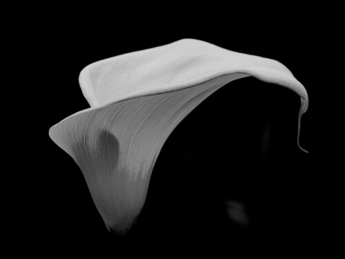 Calla Classic van Brandon LeValley, Fotografie te koop op Singulart