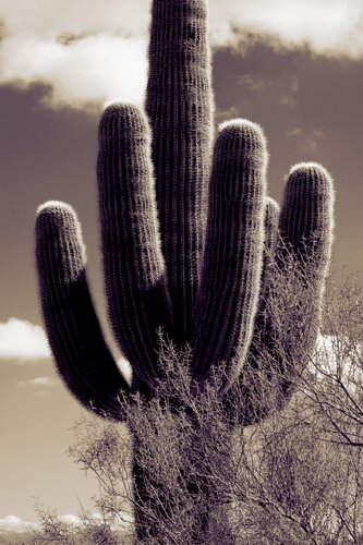 Saguaro in Profile van Brandon LeValley, Fotografie te koop op Singulart