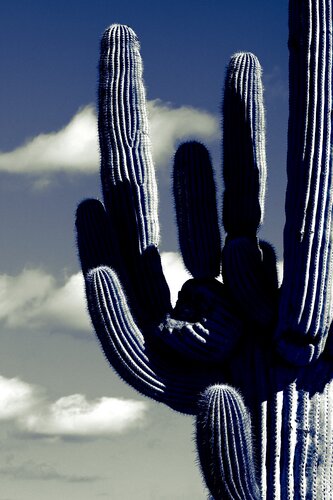 Saguaro and the Clouds by Brandon LeValley, Photography for Sale on Singulart