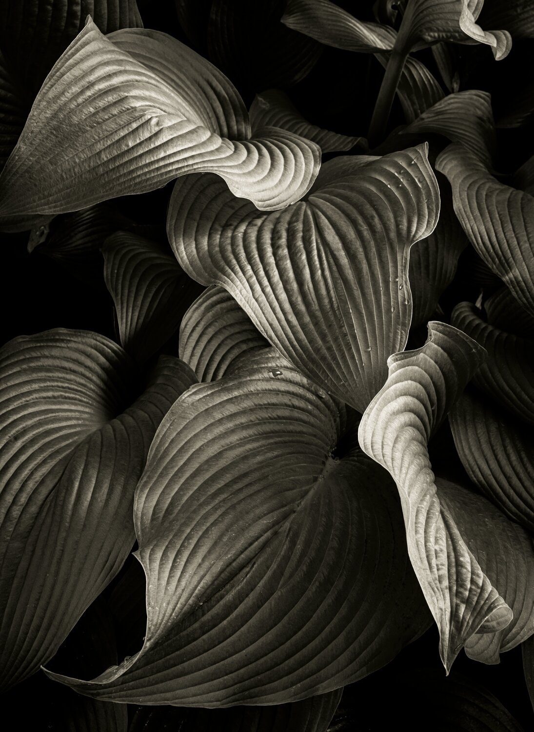 Hosta Magic Brandon LeValley