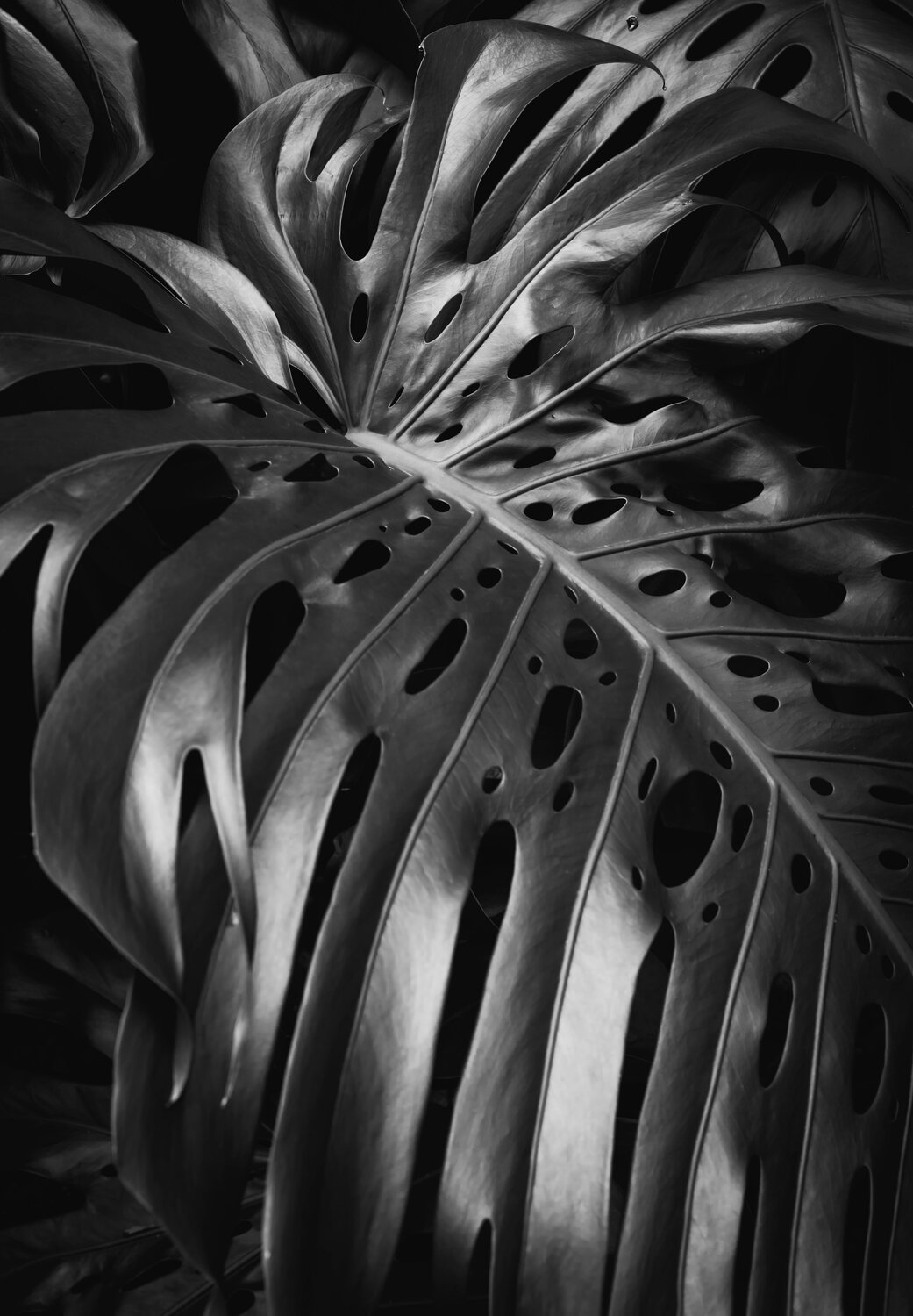 Monstera Deliciosa I Brandon LeValley