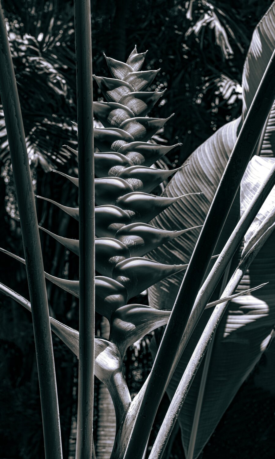 Tropic Wonder Brandon LeValley