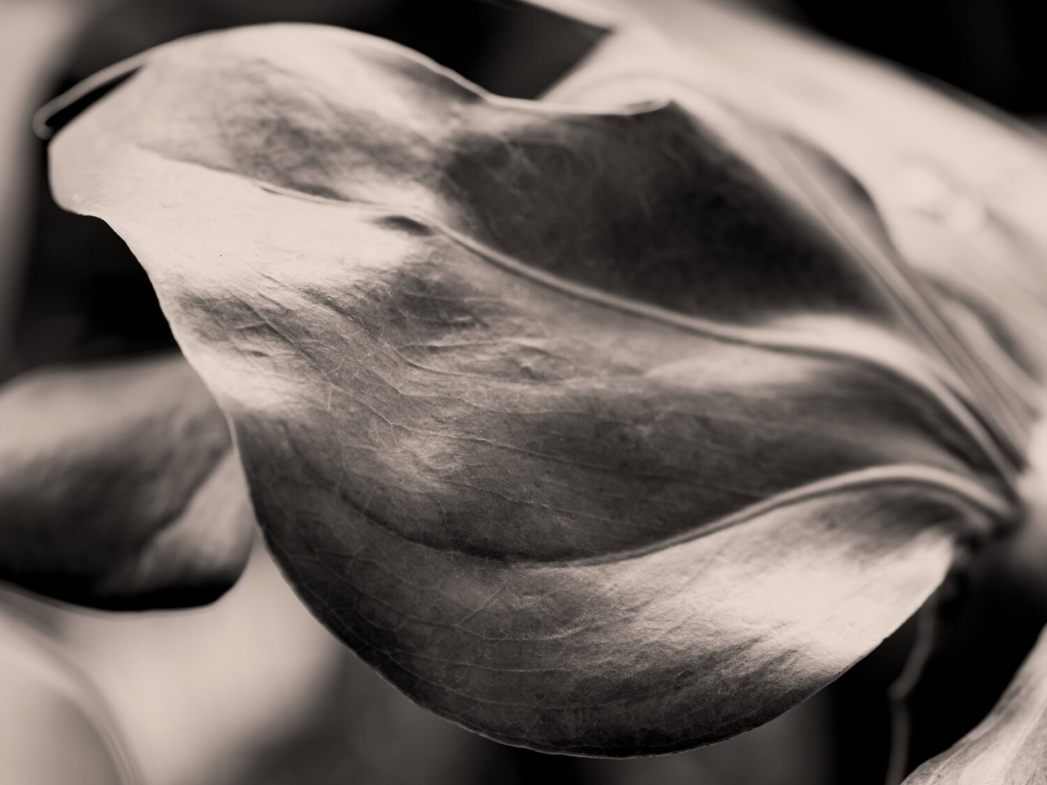 Monstera Grace Brandon LeValley