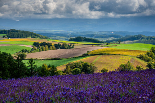 Hokkaido Patchwork Fields - Limited Edition 1 of 12, Landscape Photography Print - Japan series von Roy Gonthier, Fotografie kaufen auf Singulart