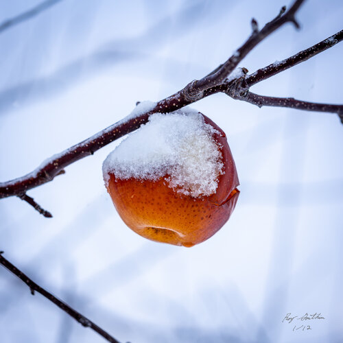 Forgotten Apple - Limited Edition 2 of 12 - Landscape Photography Print – Japan Series von Roy Gonthier, Fotografie kaufen auf Singulart