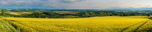 Field of Tranquility - Limited Edition 1 of 15 - Very Large Landscape Photography Print - Japan series von Roy Gonthier, Fotografie kaufen auf Singulart