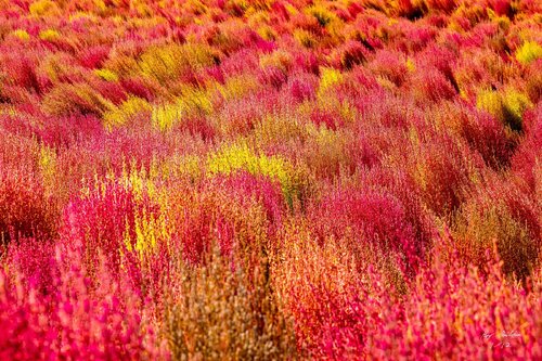Hokkaido Brush Plants – Limited Edition 1 of 12, Nature Landscape Photography Print – Japan Series von Roy Gonthier, Fotografie kaufen auf Singulart