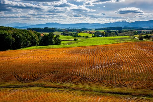 Hokkaido Harvest – Limited Edition 1 of 15, Landscape Photography Print – Japan Series von Roy Gonthier, Fotografie kaufen auf Singulart