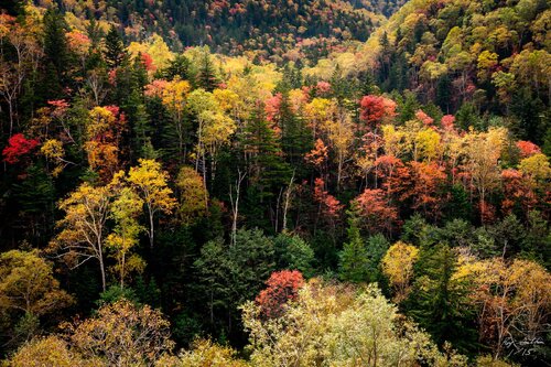 Hokkaido Autumn in Pastel – Limited Edition 1 of 15, Landscape Photography Print – Japan Series von Roy Gonthier, Fotografie kaufen auf Singulart