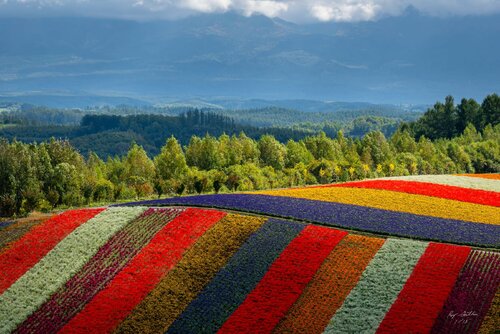 Hokkaido Patchwork Strips – Limited Edition 1 of 15, Landscape Photography Print – Japan Series von Roy Gonthier, Fotografie kaufen auf Singulart