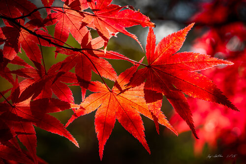 Momiji 紅葉 Afternoon, Autumn Leaves – Limited Edition 1 of 15, Landscape Photography Print – Japan Series Roy Gonthier