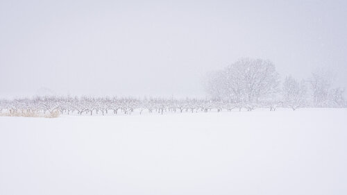 Apple Orchard Snow Storm – Limited Edition 1 of 12, Landscape Photography Print – Japan Series Roy Gonthier