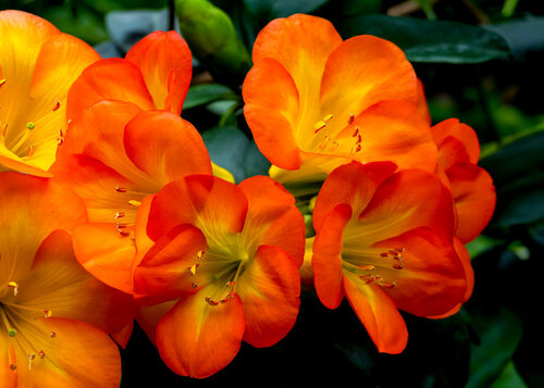Singapore Flowers - Framed Series Roy Gonthier