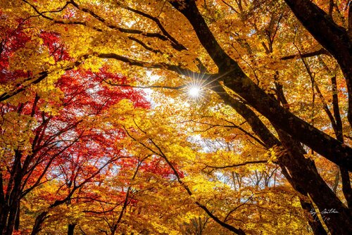 Autumn Sunburst – Limited Edition 1 of 10, Landscape Photography Print – Japan Series Roy Gonthier