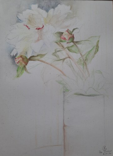 Pivoines en boutons von Nathalie Gautier, Zeichnungen kaufen auf Singulart