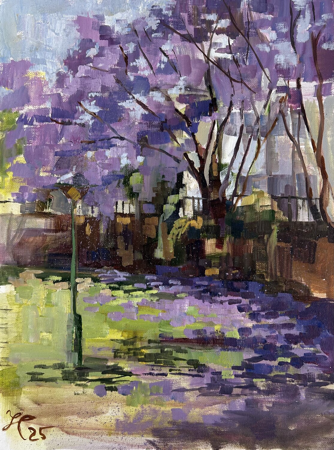 Jacaranda in bloom in Limassol Central Park Yulia Prykina