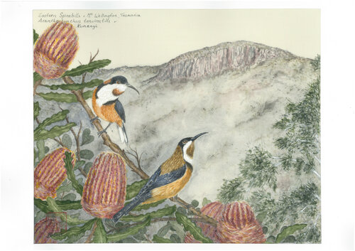 Eastern Spinebills and Mt Wellington di Arlo Mercia, Pittura in vendita su Singulart