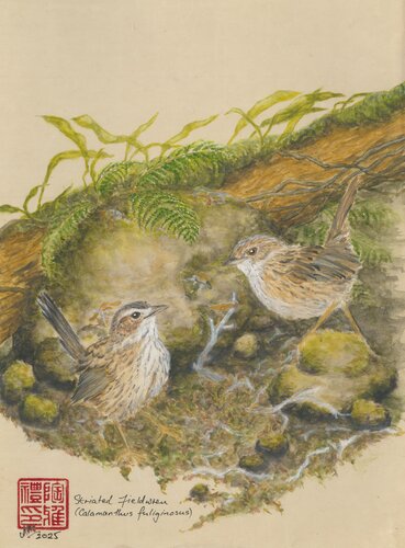 Fieldwrens van Arlo Mercia, Schilderij te koop op Singulart