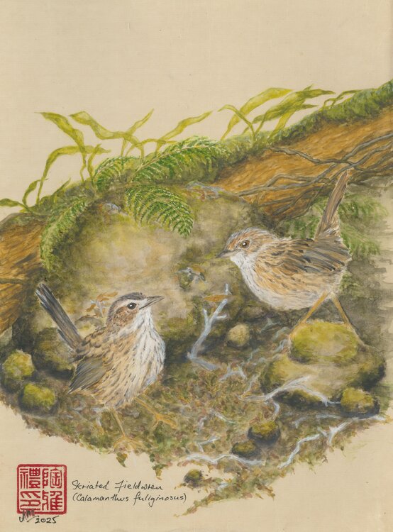 Fieldwrens Arlo Mercia