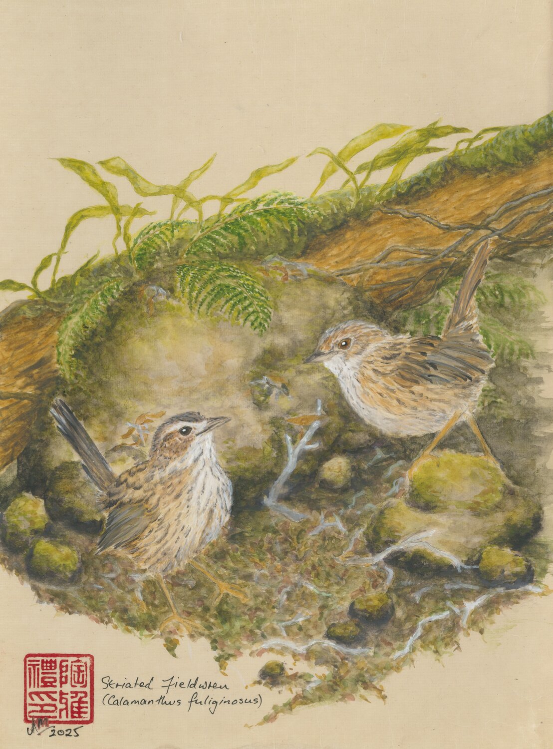 Fieldwrens Arlo Mercia