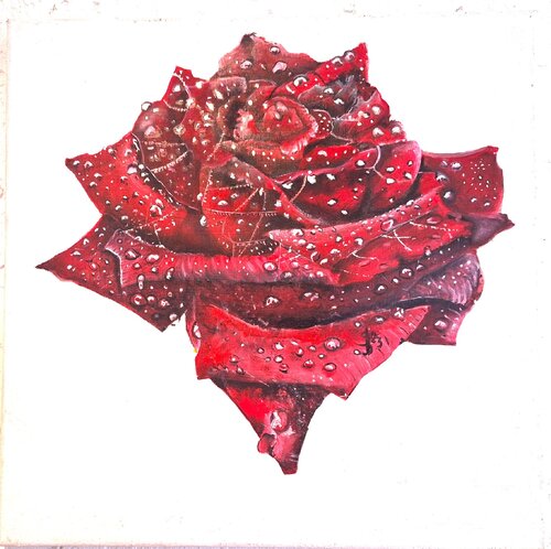 Rose mit Wassertropfen Bernd Stephanny