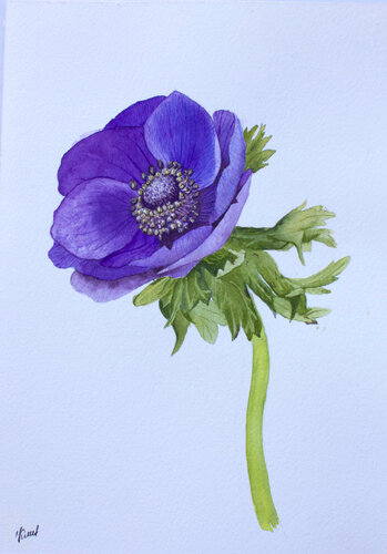 Anemone Lillac Tenderness von Karina Kopteva, Malerei kaufen auf Singulart