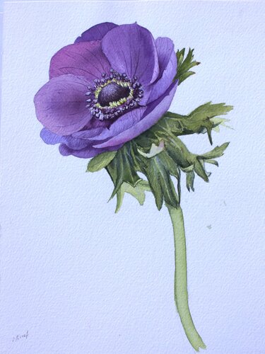 Anemone Lillac Tenderness van Karina Kopteva, Schilderij te koop op Singulart