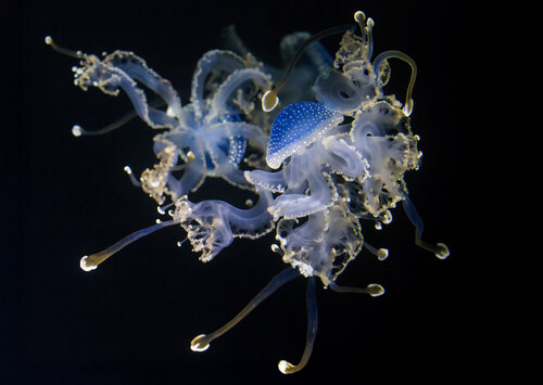 Magic jelly fish van Olivier Schram, Fotografie te koop op Singulart