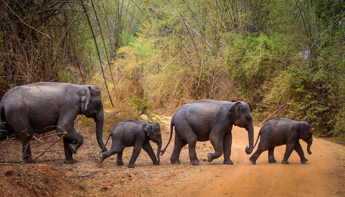 Abbey Road of the jumbos Olivier Schram