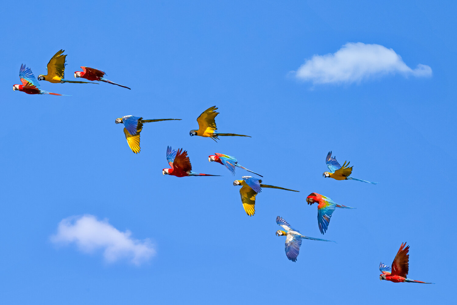 Macaws squadron Olivier Schram