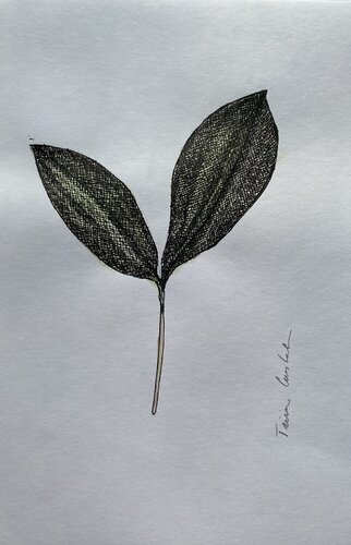 Lily of the Valley von Triin Uustalu, Zeichnungen kaufen auf Singulart