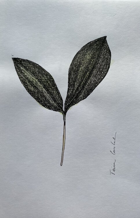 Lily of the Valley Triin Uustalu