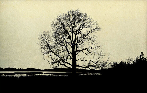 Tree 03 by FUMIO YAMAGUCHI, Print for Sale on Singulart