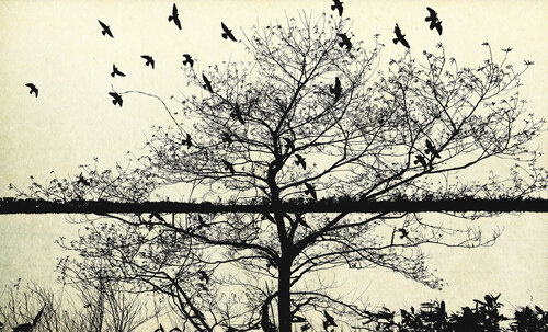 Tree 04 von FUMIO YAMAGUCHI, Druck kaufen auf Singulart
