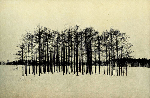 Tree 05 von FUMIO YAMAGUCHI, Druck kaufen auf Singulart