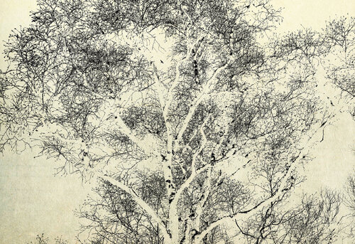 Tree 06 von FUMIO YAMAGUCHI, Druck kaufen auf Singulart