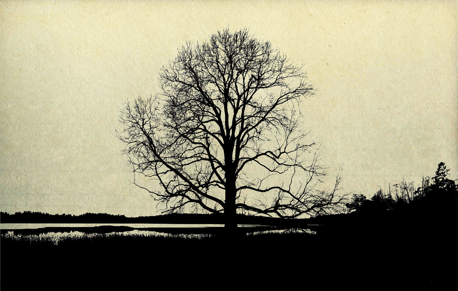 Tree 03 FUMIO YAMAGUCHI
