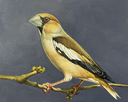 Grosbeak 1 by Marina Popkova-Sologub, 회화 for Sale on Singulart
