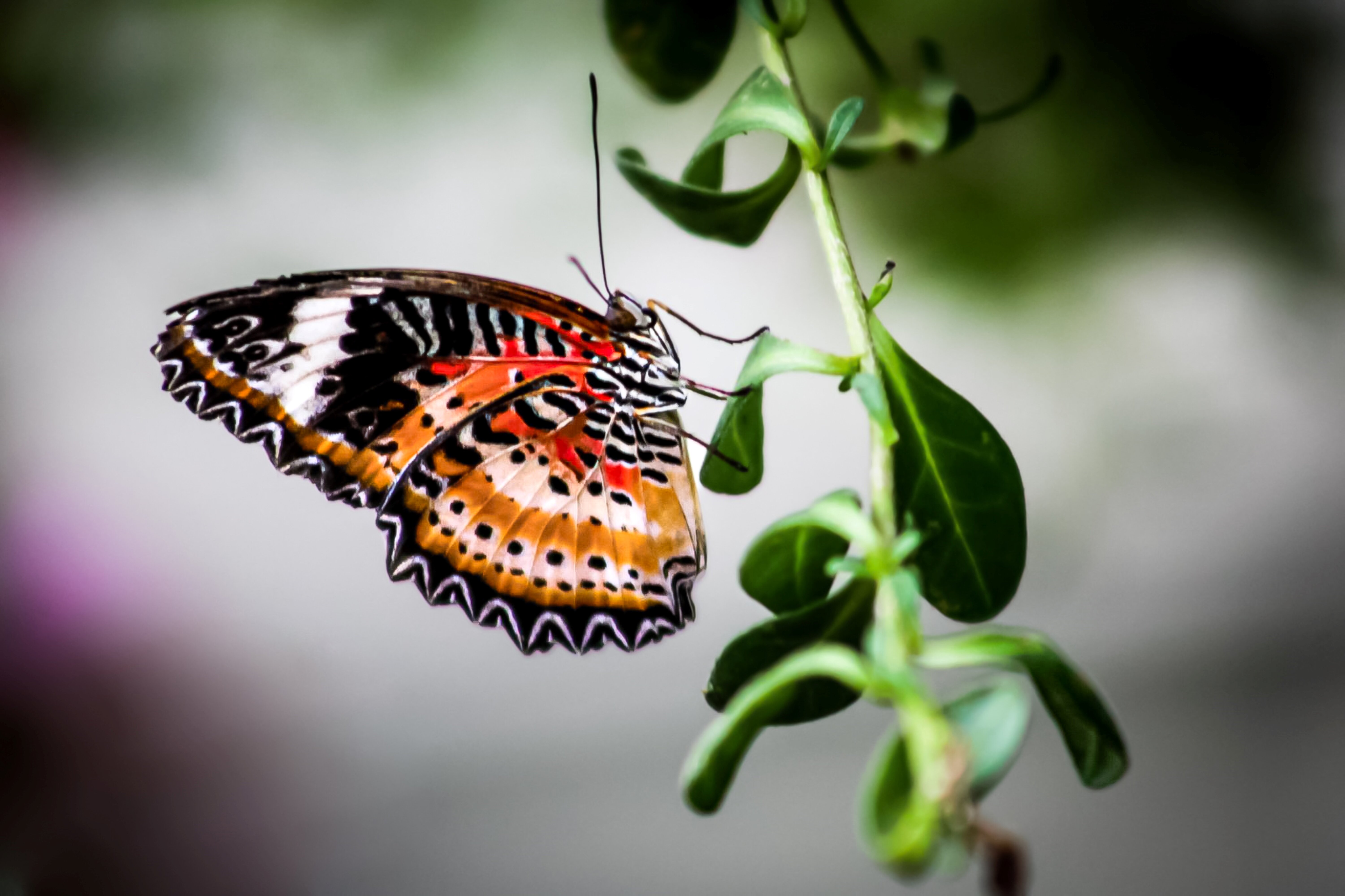 Papillons · Mariposas · Papillons