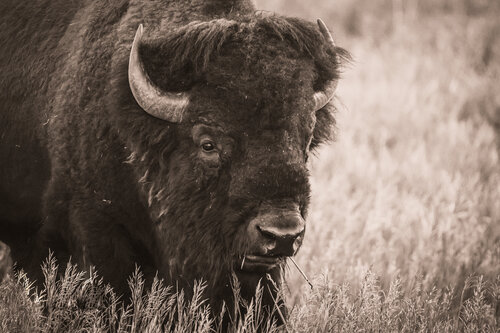 Majestic Buffalo Heather Hollis