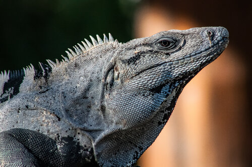 I Don't Iguana van Heather Hollis, Fotografie te koop op Singulart