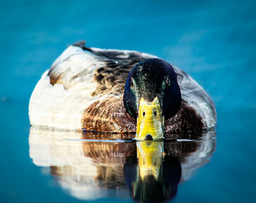 Duck It van Heather Hollis, Fotografie te koop op Singulart